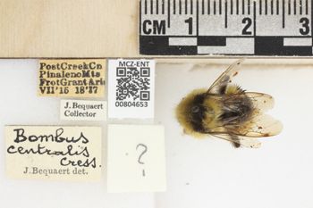 Media type: image;   Entomology 804653 Aspect: labels